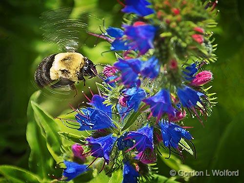 Bee In Flight_DSCF04901.jpg - Photographed near Playfairville, Ontario, Canada.
